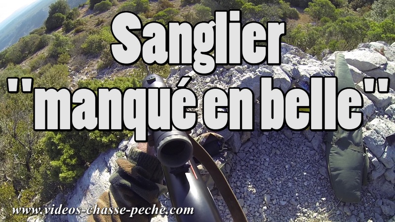 chasse au sanglier